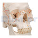 Anatomical Skull 3 Parts With Numbering
